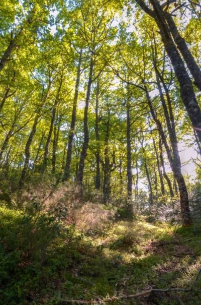 The sun crosses the foliage of a forest